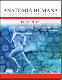 Anatomía humana - Elementos